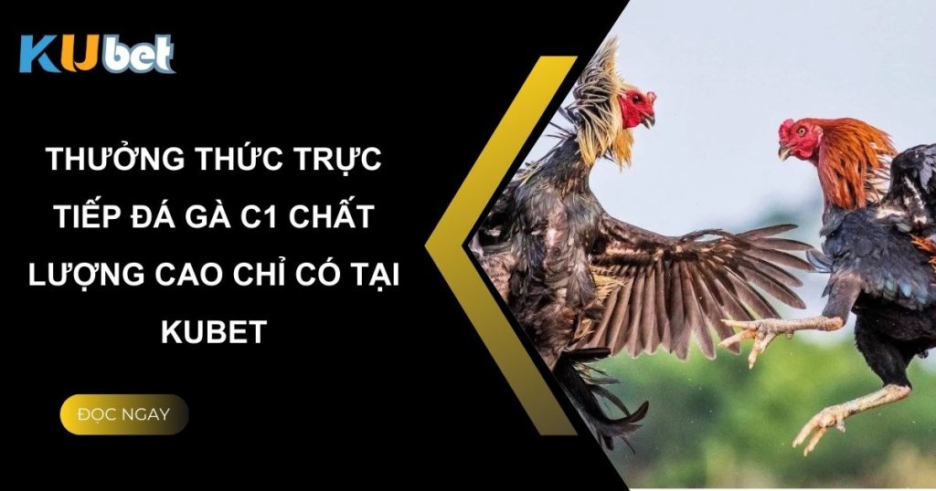 Thưởng thức trực tiếp đá gà C1 chất lượng cao chỉ có tại Kubet