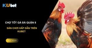 Chợ tốt gà đá quận 8: Sân chơi hấp dẫn trên Kubet